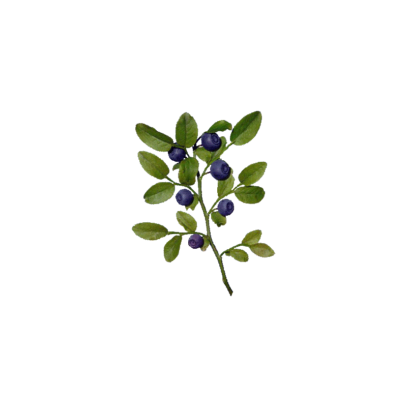 Baies de myrtille BIO en gélules (extrait - vaccinium myrtillus)