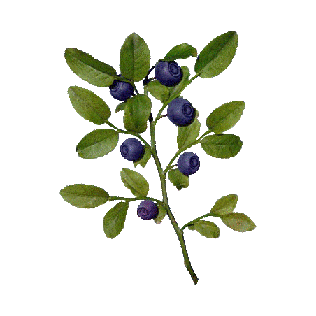 Baies de myrtille BIO en gélules (extrait - vaccinium myrtillus)