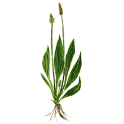 Plantain feuille BIO en gélules (Plantago lanceolata)
