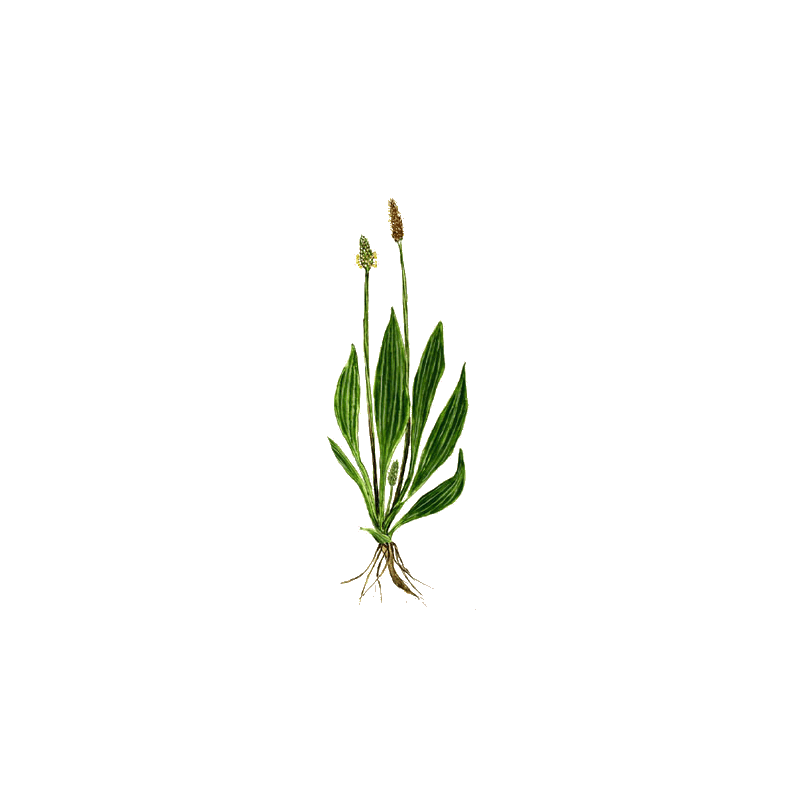Plantain feuille BIO en gélules (Plantago lanceolata)