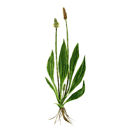 Plantain feuille BIO en gélules (Plantago lanceolata)