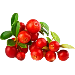 Cranberry Canneberge extrait  BIO en gélules