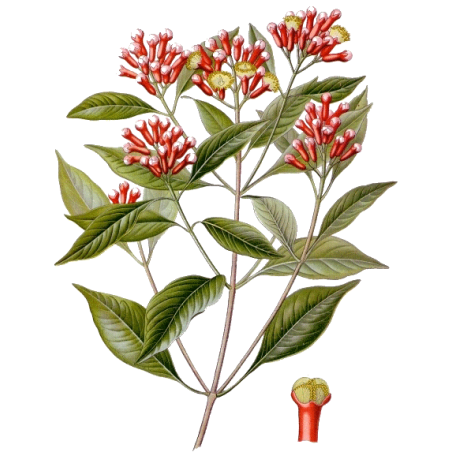 Clous de Girofle BIO en gélules (Eugenia caryophyllata)