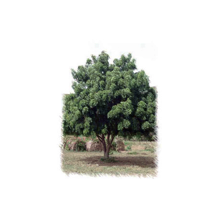 Huile végétale vierge de NEEM Bio*