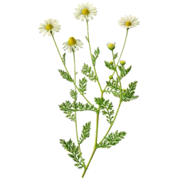 Camomille Romaine fleurs BIO en gélules