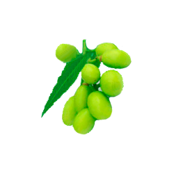 Huile végétale vierge de NEEM Bio*