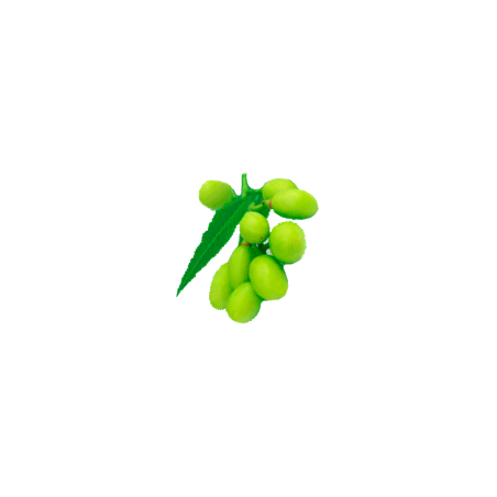 Huile végétale vierge de NEEM Bio*