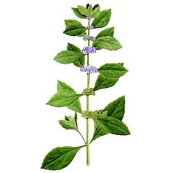 Huile essentielle Menthe Bergamote ou Citronnée BIO (Mentha citrata)