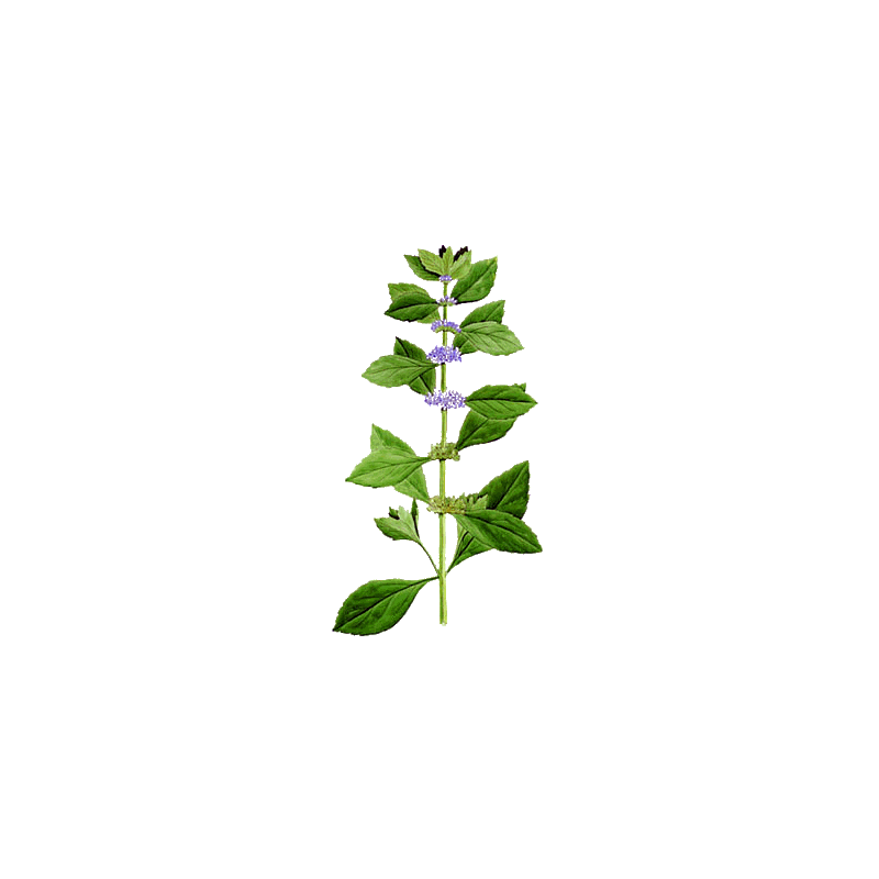 Huile essentielle Menthe Bergamote ou Citronnée BIO (Mentha citrata)