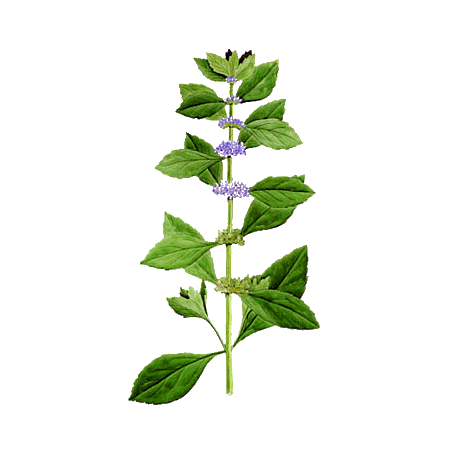 Huile essentielle Menthe Bergamote ou Citronnée BIO (Mentha citrata)