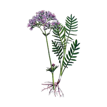 Valériane BIO en gélules (Valeriana officinalis)
