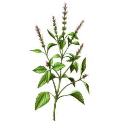 Basilic Sacré Bio en gélules (Ocimum sanctum)