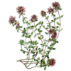 Huile essentielle Serpolet ou Thym serpolet Bio (Thymus serpyllum)