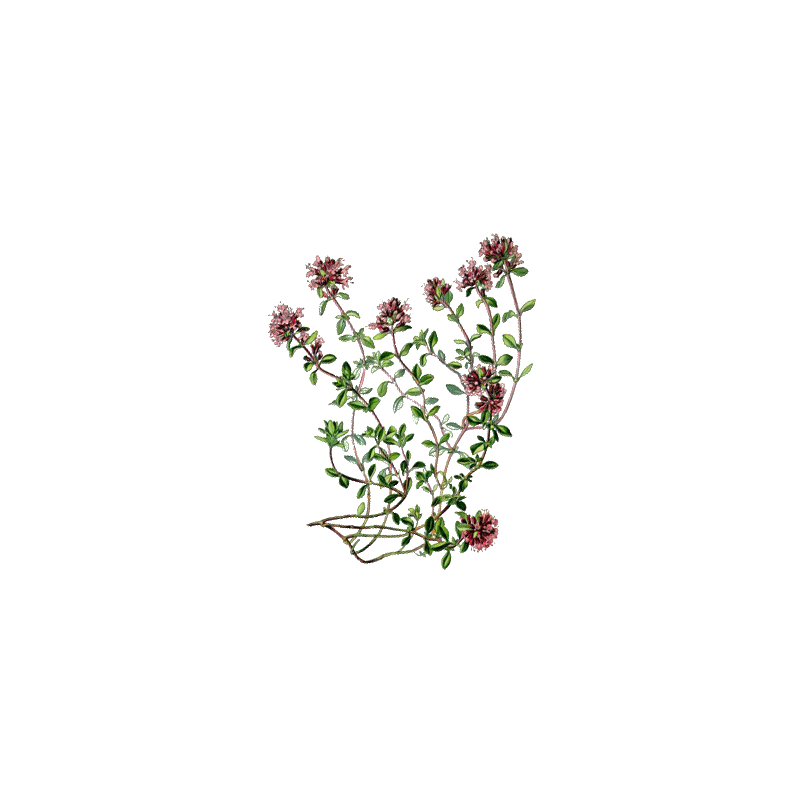Huile essentielle Serpolet ou Thym serpolet Bio (Thymus serpyllum)