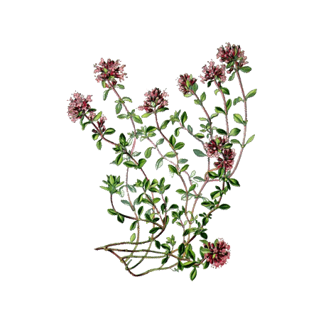 Huile essentielle Serpolet ou Thym serpolet Bio (Thymus serpyllum)