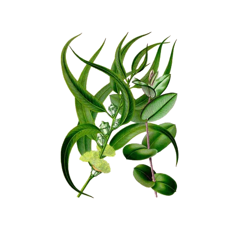 Eucalyptus globulus en gélules (Affections respiratoires)