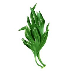 Huile d'algue Oméga 3 Végétal Vegan en capsules (Schizochytrium)