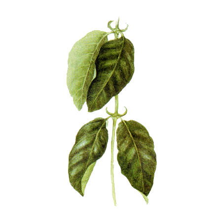 Griffe du Chat BIO en gélules (Uncaria tomentosa), puissant renfort de l'immunité
