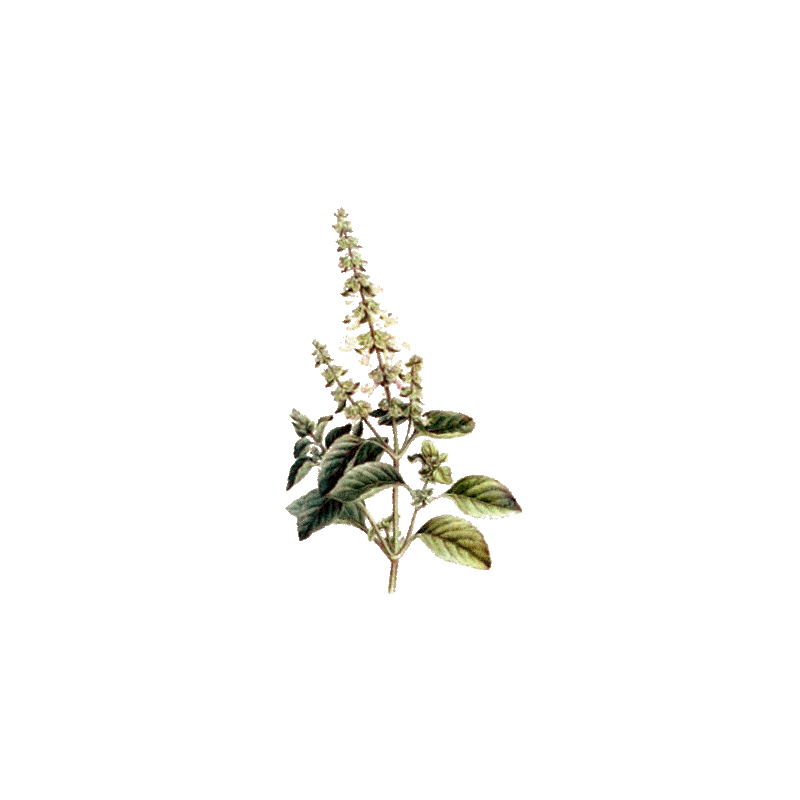 Huile essentielle Basilic Tropical Madagascar Bio (Ocimum basilicum L.)