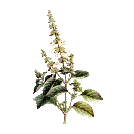 Huile essentielle Basilic Tropical Madagascar Bio (Ocimum basilicum L.)