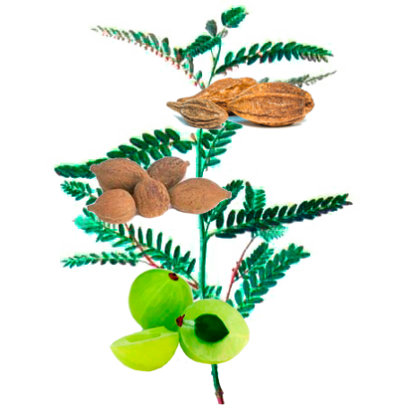 Triphala Bio en gélules, médecine ayurvédique