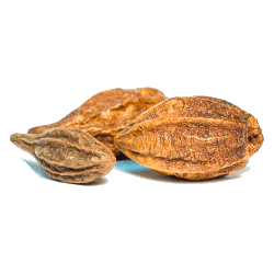 Triphala Bio en gélules, médecine ayurvédique