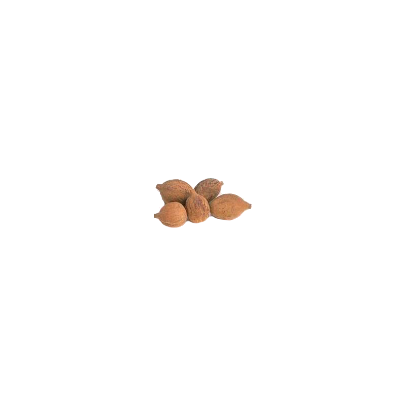 Triphala Bio en gélules, médecine ayurvédique