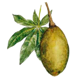 Boabab pulpe de fruit BIO en gélules (Adansonia digitata)