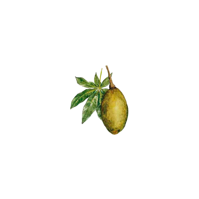 Boabab pulpe de fruit BIO en gélules (Adansonia digitata)