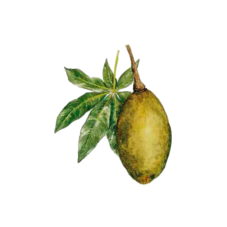 Boabab pulpe de fruit BIO en gélules (Adansonia digitata)