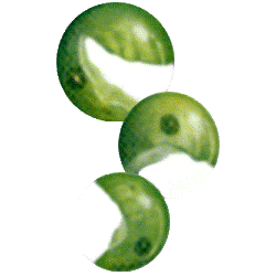 Chlorella en comprimés 505 mg.  (Chlorella pyrenoidosa) 