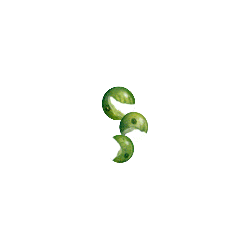 Chlorella en comprimés 505 mg.  (Chlorella pyrenoidosa) 