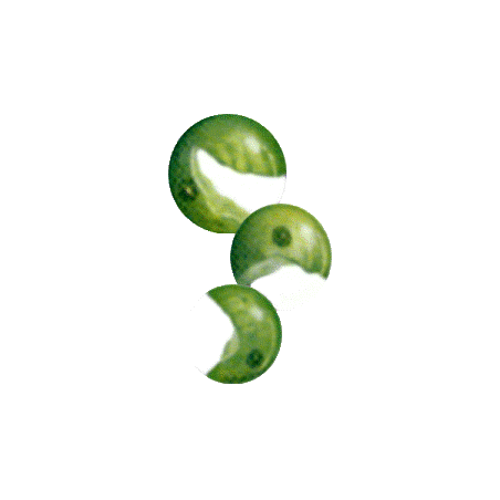 Chlorella en comprimés 505 mg.  (Chlorella pyrenoidosa) 