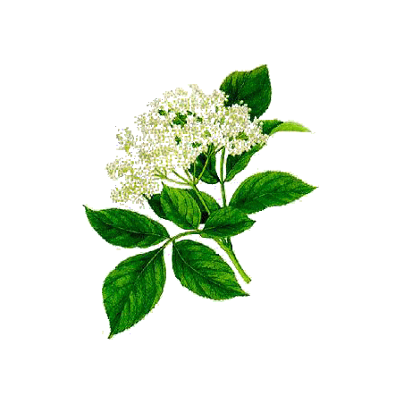 Sureau fleurs en gélules (Sambucus nigra)