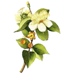 Huile essentielle Myrte Verte bio (Myrtus communis)