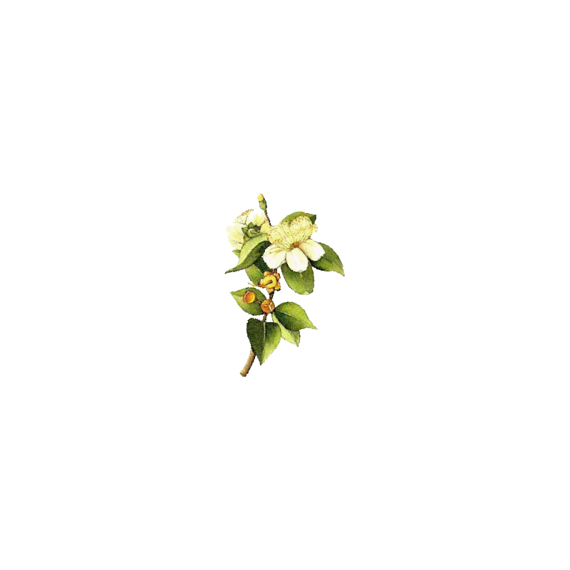 Huile essentielle Myrte Verte bio (Myrtus communis)