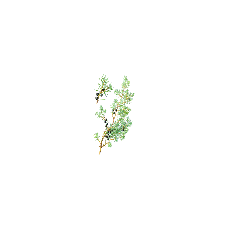 Genévrier baies en gélules (Juniperus communis)