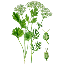 Anis Vert en gélules
