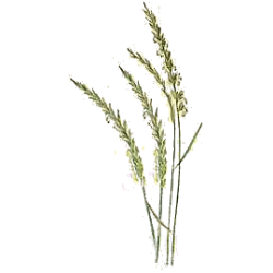 Chiendent Officinal BIO en gélules (Elymus repens)