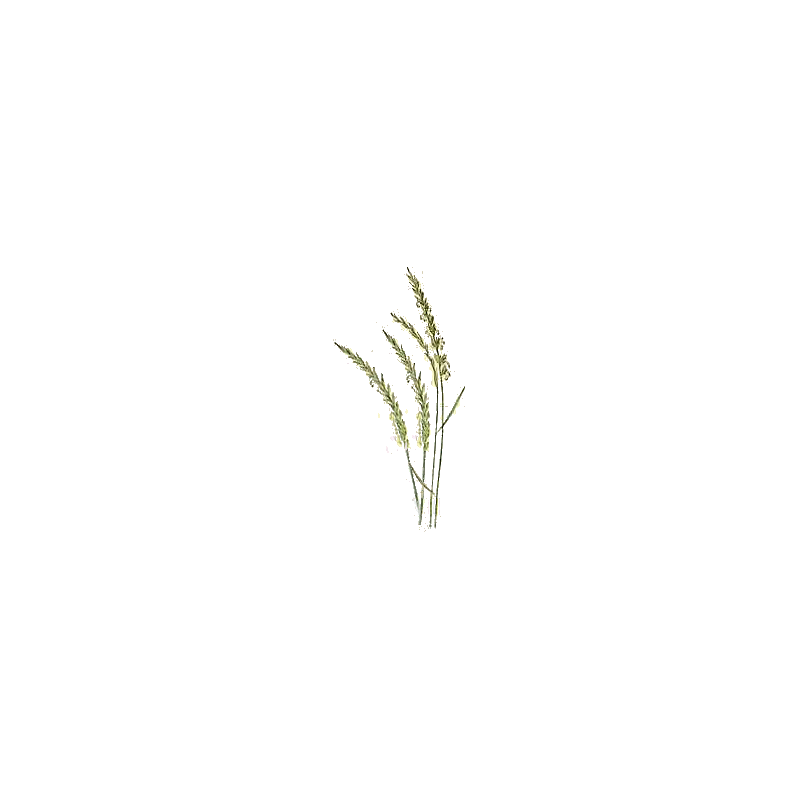 Chiendent Officinal BIO en gélules (Elymus repens)