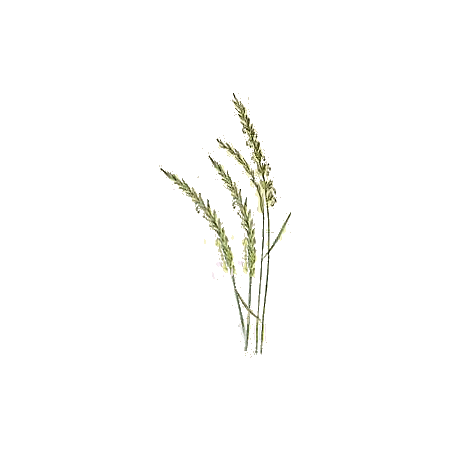 Chiendent Officinal BIO en gélules (Elymus repens)