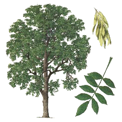Frêne feuille BIO en gélules (Fraxinus excelsior)