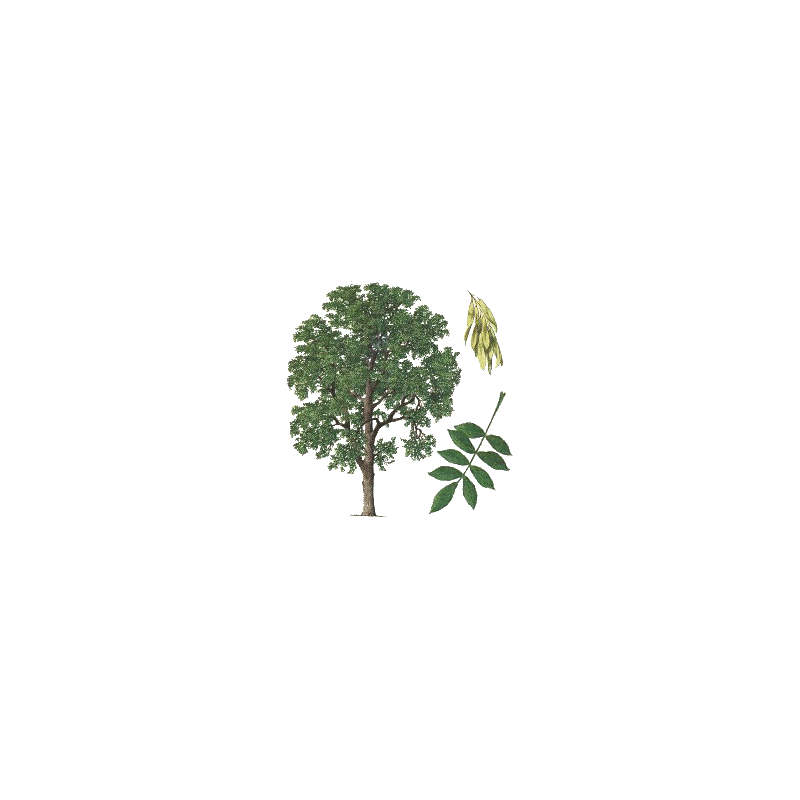 Frêne feuille BIO en gélules (Fraxinus excelsior)