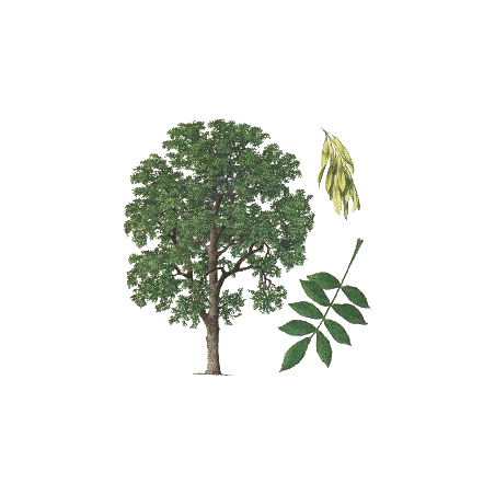 Frêne feuille BIO en gélules (Fraxinus excelsior)