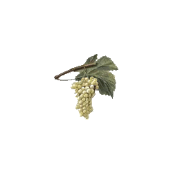 Marc de Raisin BIO en gélules (Vitis vinifera)