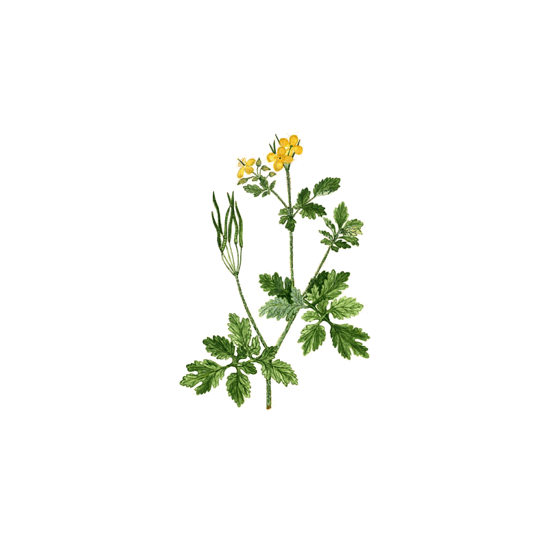 Chelidoine en gélules (Chelidonium majus)