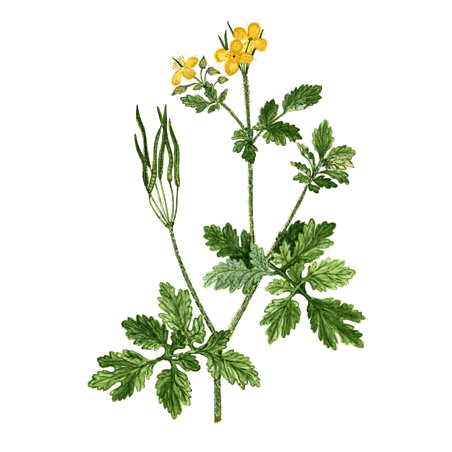 Chelidoine en gélules (Chelidonium majus)