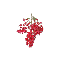 Combretum Kinkéliba BIO en gélules (Foie et vésicule)