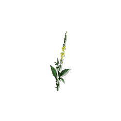 Aigremoine BIO en gélules (Agrimonia eupatoria)