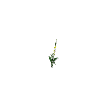 Aigremoine BIO en gélules (Agrimonia eupatoria)